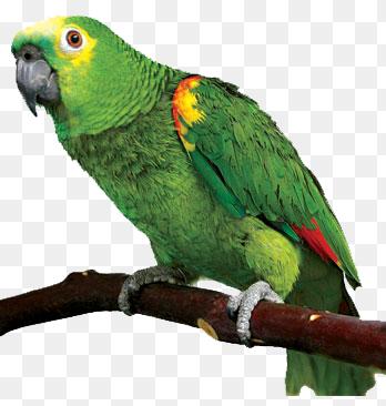 Detail Green Parrot Png Nomer 49