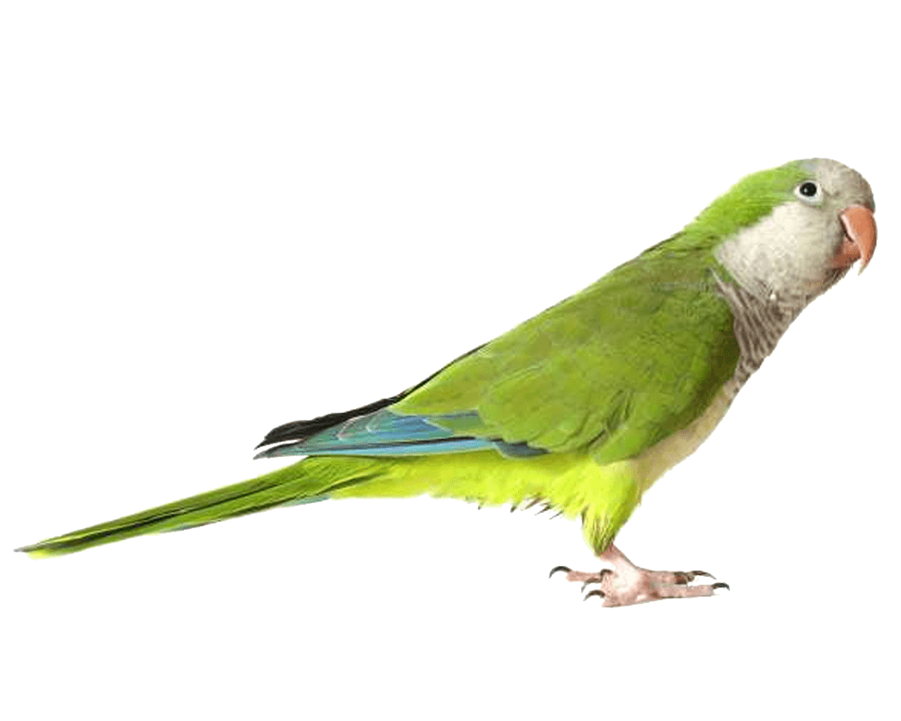 Detail Green Parrot Png Nomer 7