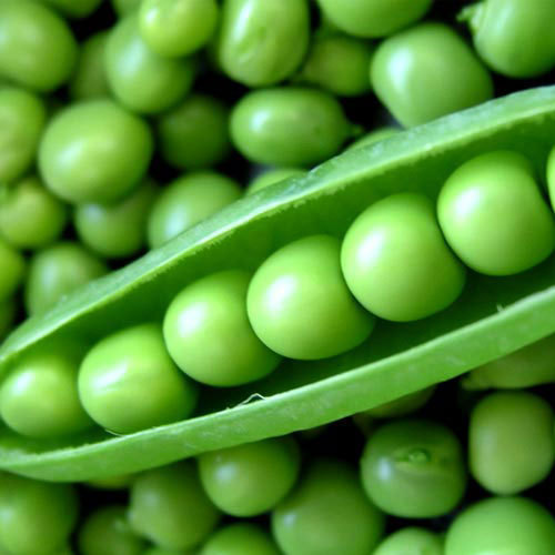 Detail Green Pea Images Nomer 26