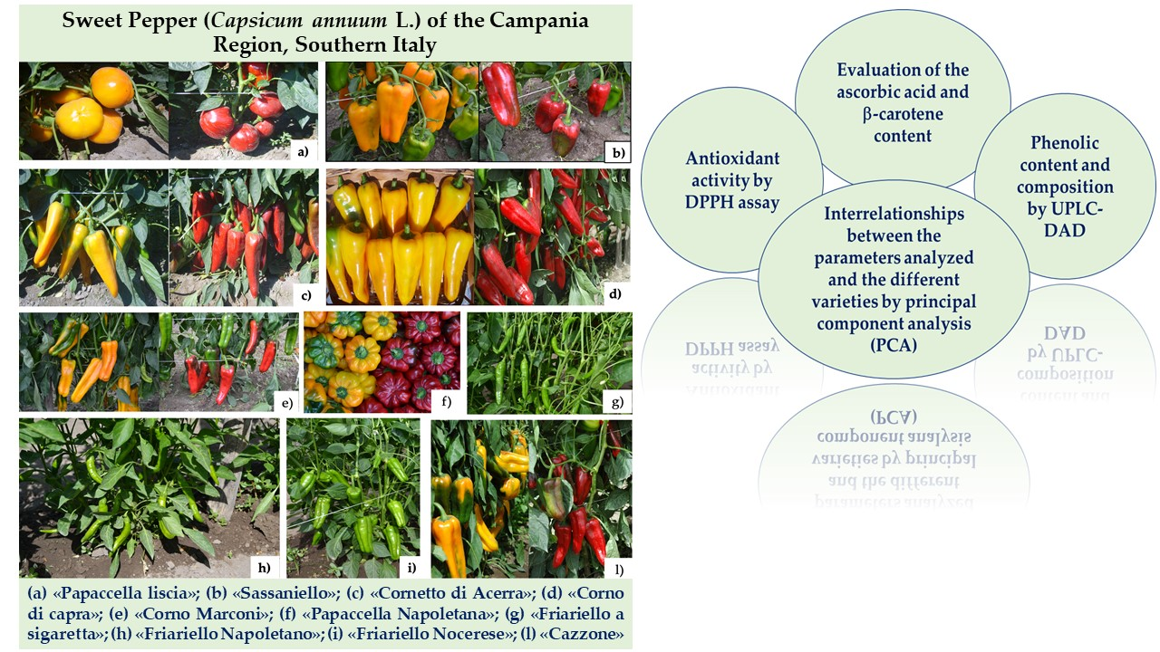 Detail Green Pepper Varieties Pictures Nomer 39