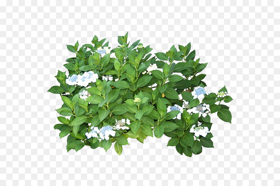 Detail Green Plants Png Nomer 16