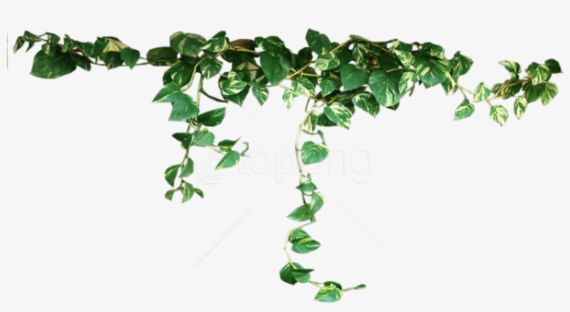 Detail Green Plants Png Nomer 22