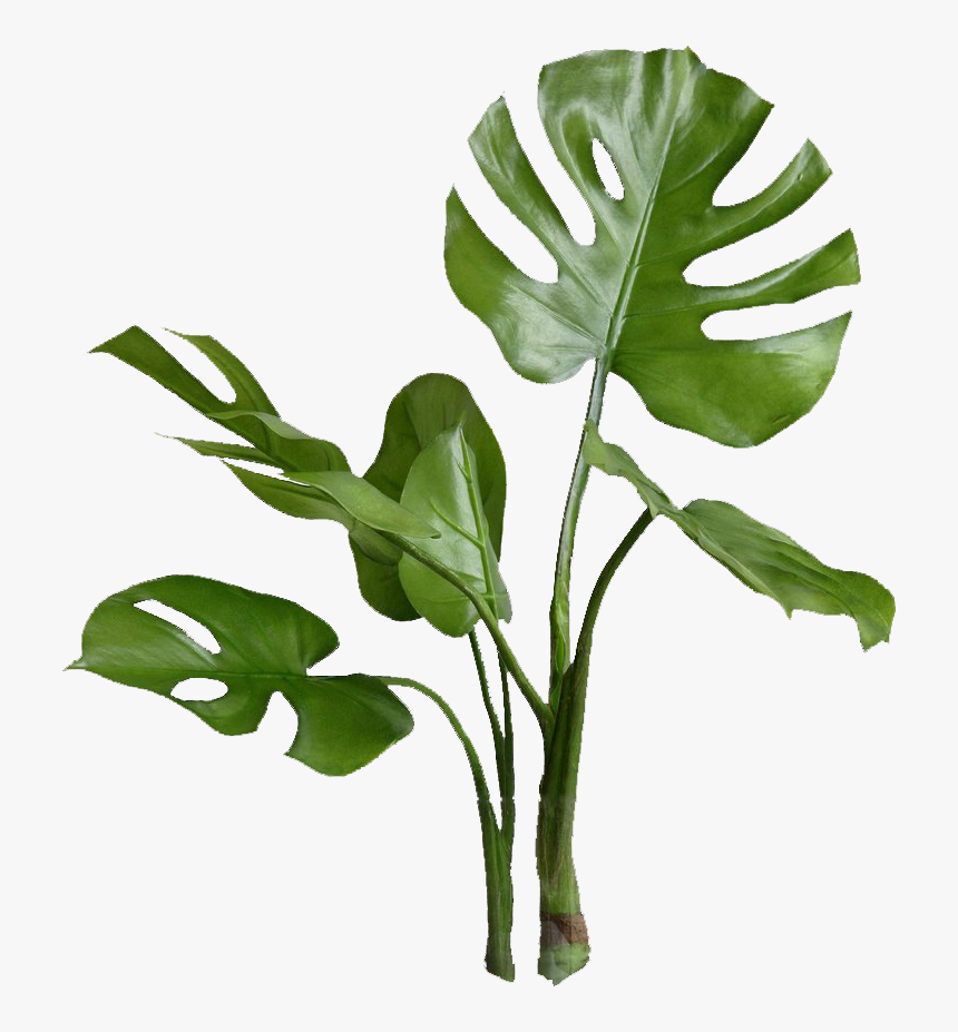 Detail Green Plants Png Nomer 6