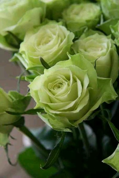 Detail Green Rose Mawar Hijau Nomer 2