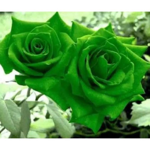 Detail Green Rose Mawar Hijau Nomer 12