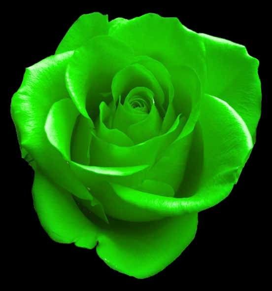 Detail Green Rose Mawar Hijau Nomer 14