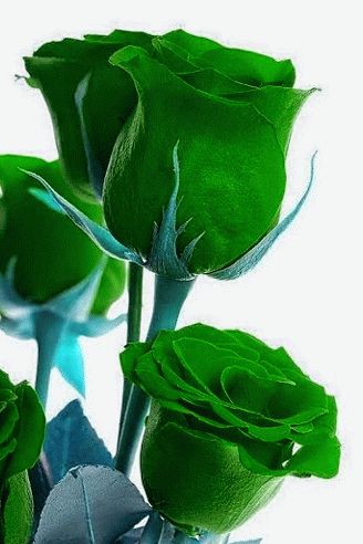 Detail Green Rose Mawar Hijau Nomer 3