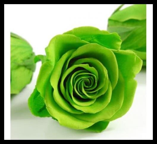 Detail Green Rose Mawar Hijau Nomer 32