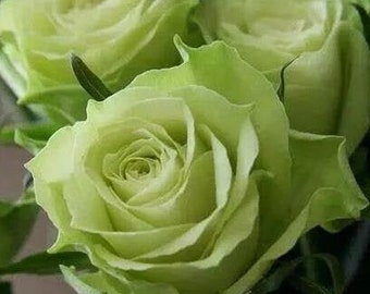 Detail Green Rose Mawar Hijau Nomer 34