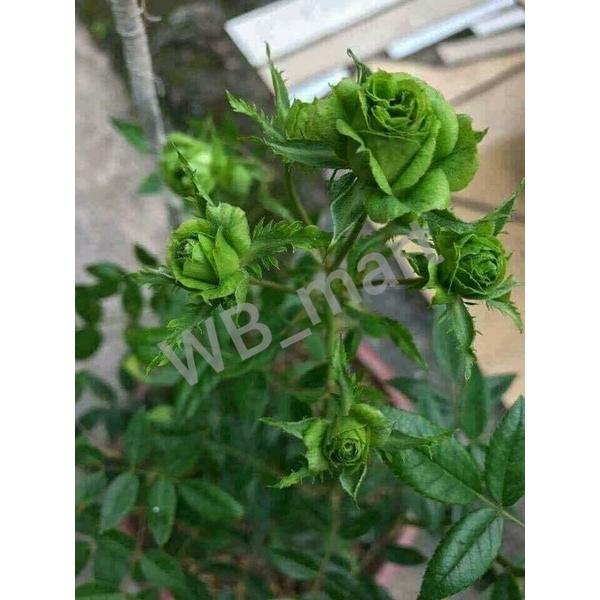 Detail Green Rose Mawar Hijau Nomer 38