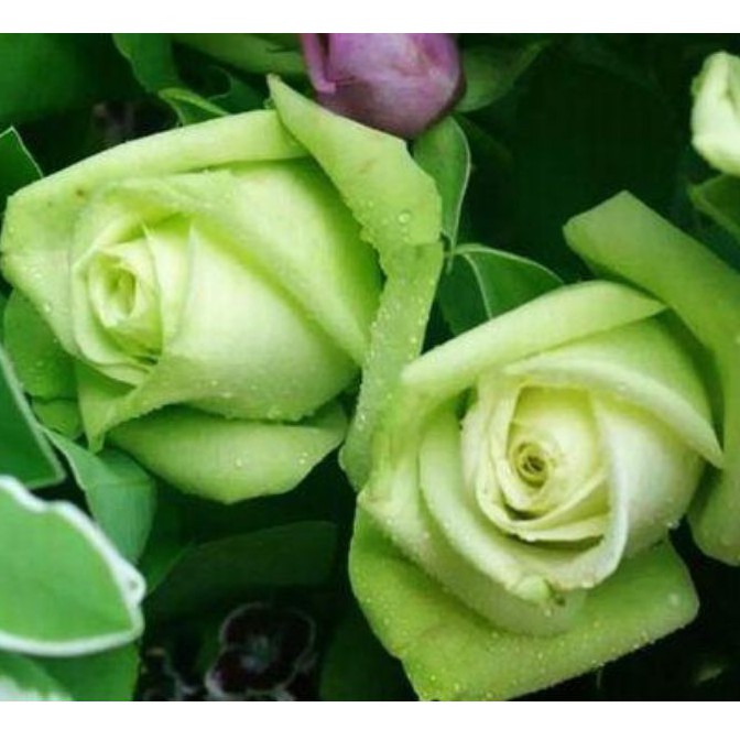 Detail Green Rose Mawar Hijau Nomer 39