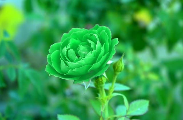 Detail Green Rose Mawar Hijau Nomer 5