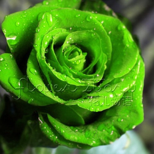 Detail Green Rose Mawar Hijau Nomer 40