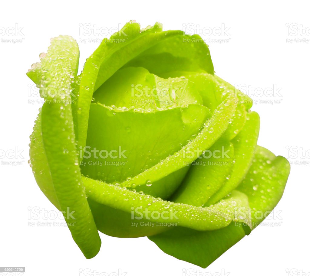 Detail Green Rose Mawar Hijau Nomer 51