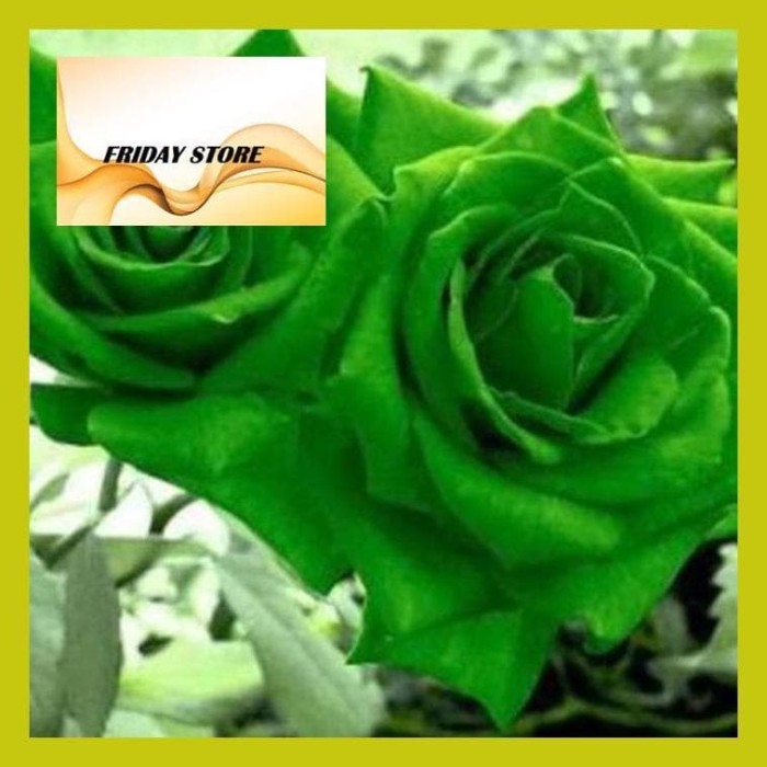 Detail Green Rose Mawar Hijau Nomer 53