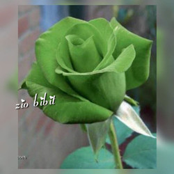 Detail Green Rose Mawar Hijau Nomer 54