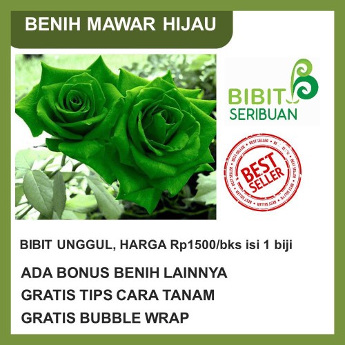 Detail Green Rose Mawar Hijau Nomer 9