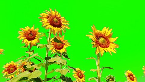 Detail Green Screen Bunga Nomer 20