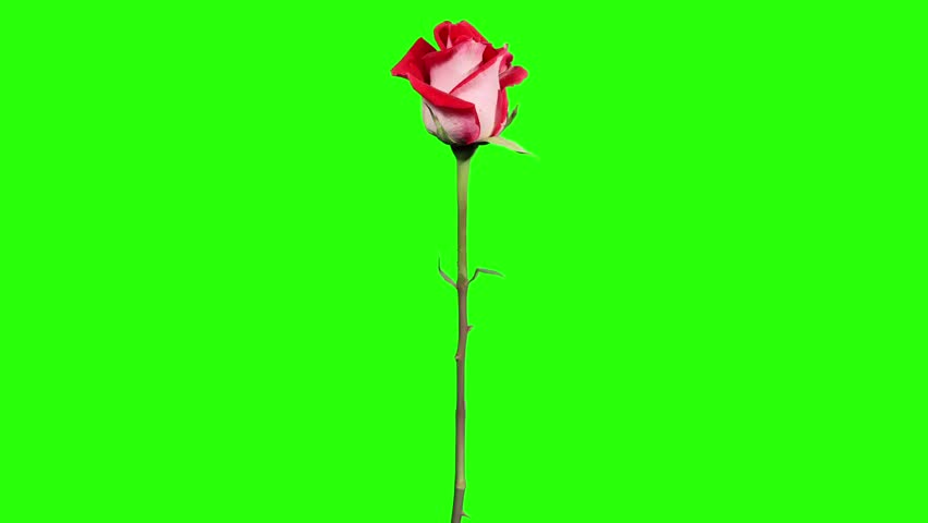 Detail Green Screen Bunga Nomer 25