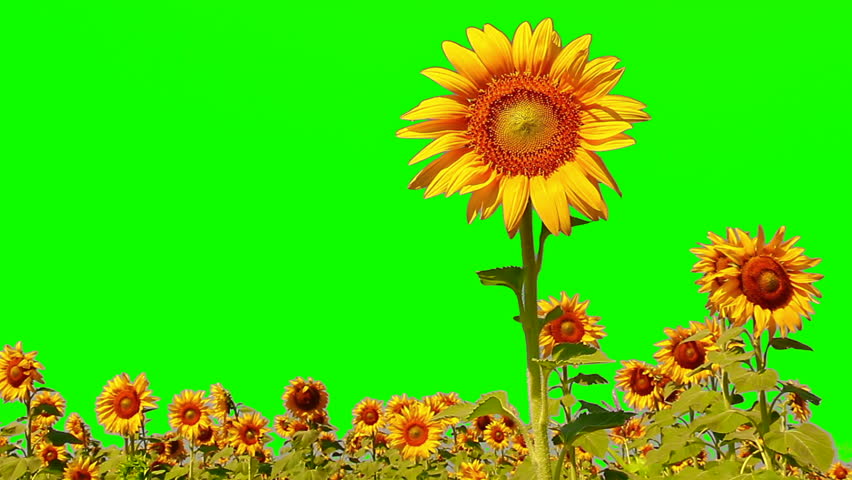Detail Green Screen Bunga Nomer 31
