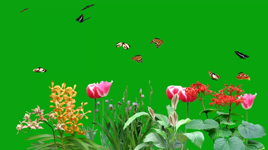 Detail Green Screen Bunga Nomer 34