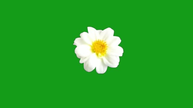 Detail Green Screen Bunga Nomer 37
