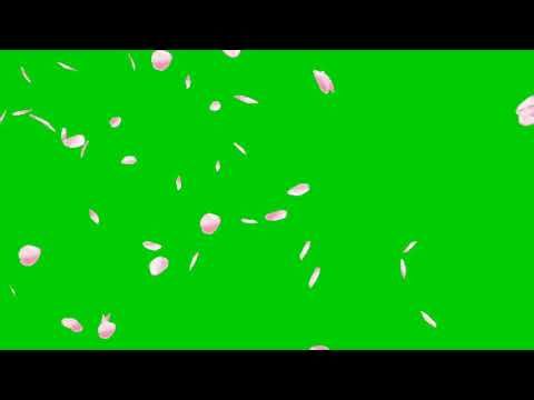 Detail Green Screen Bunga Nomer 38