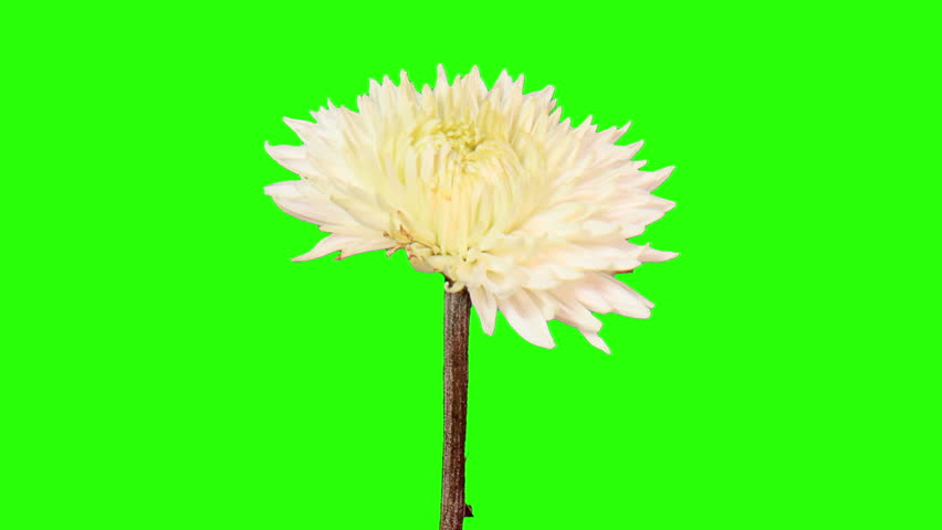 Detail Green Screen Bunga Nomer 50