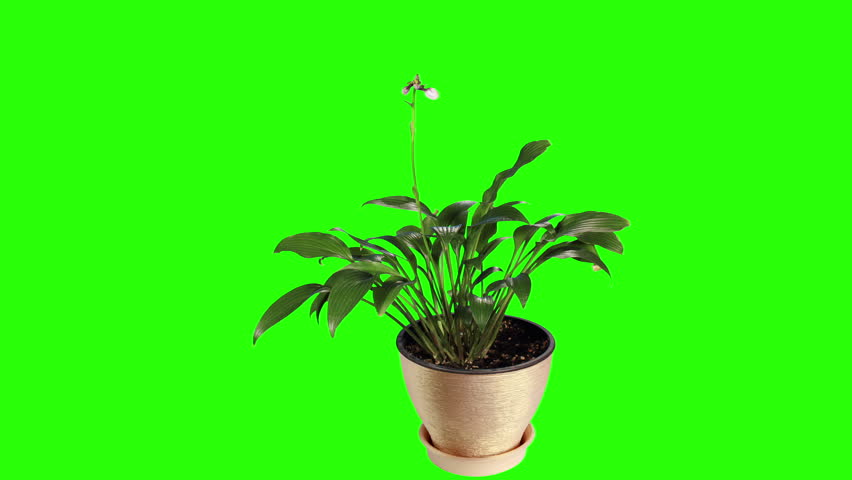 Detail Green Screen Bunga Nomer 57