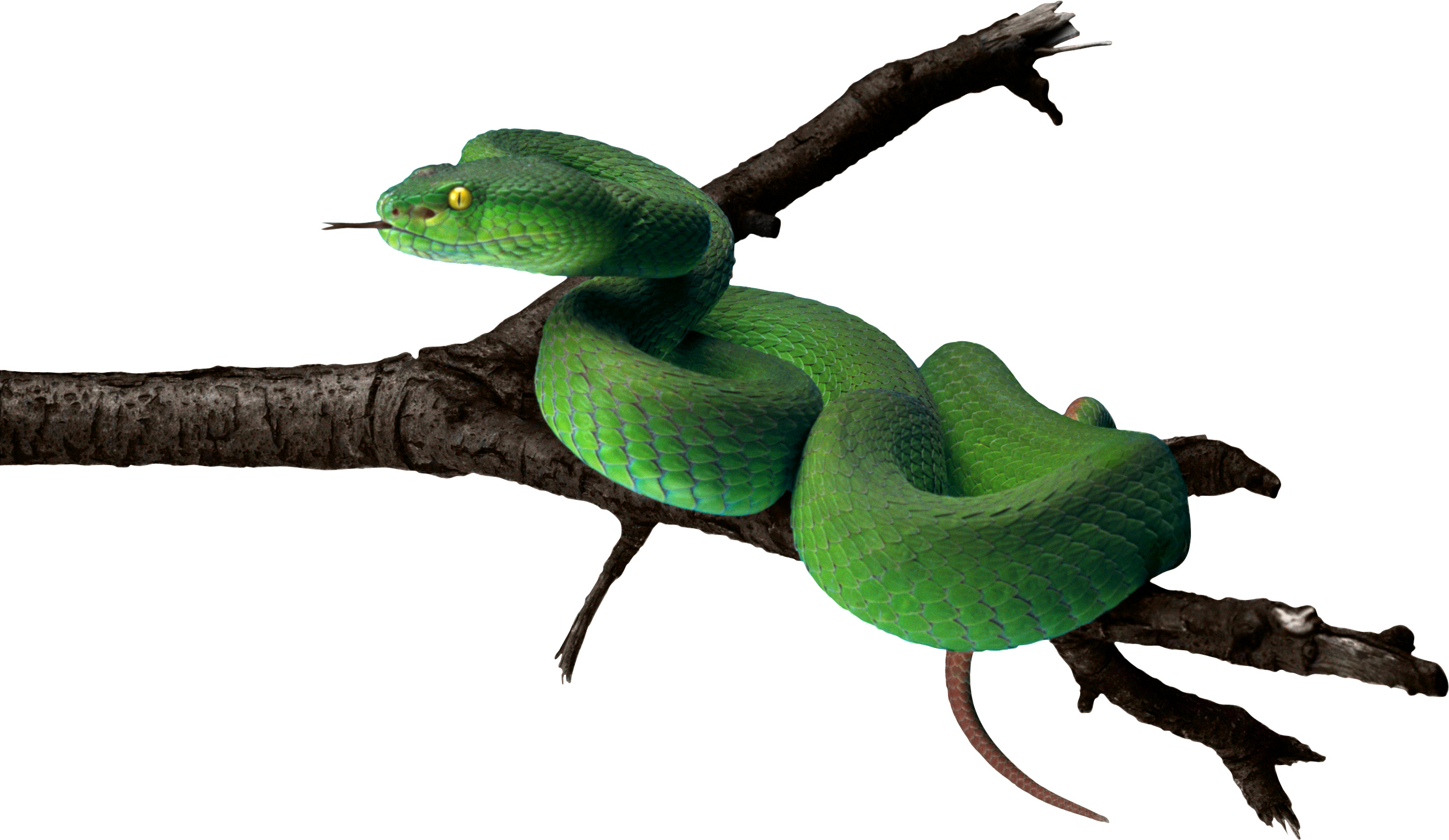 Green Snake Png - KibrisPDR