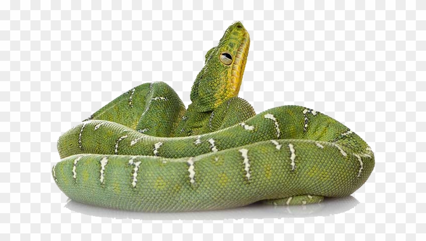 Detail Green Snake Png Nomer 12
