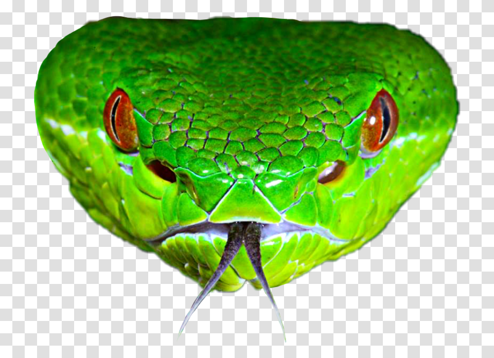 Detail Green Snake Png Nomer 37
