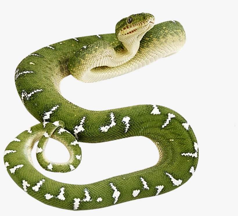 Download Green Snake Png Nomer 5