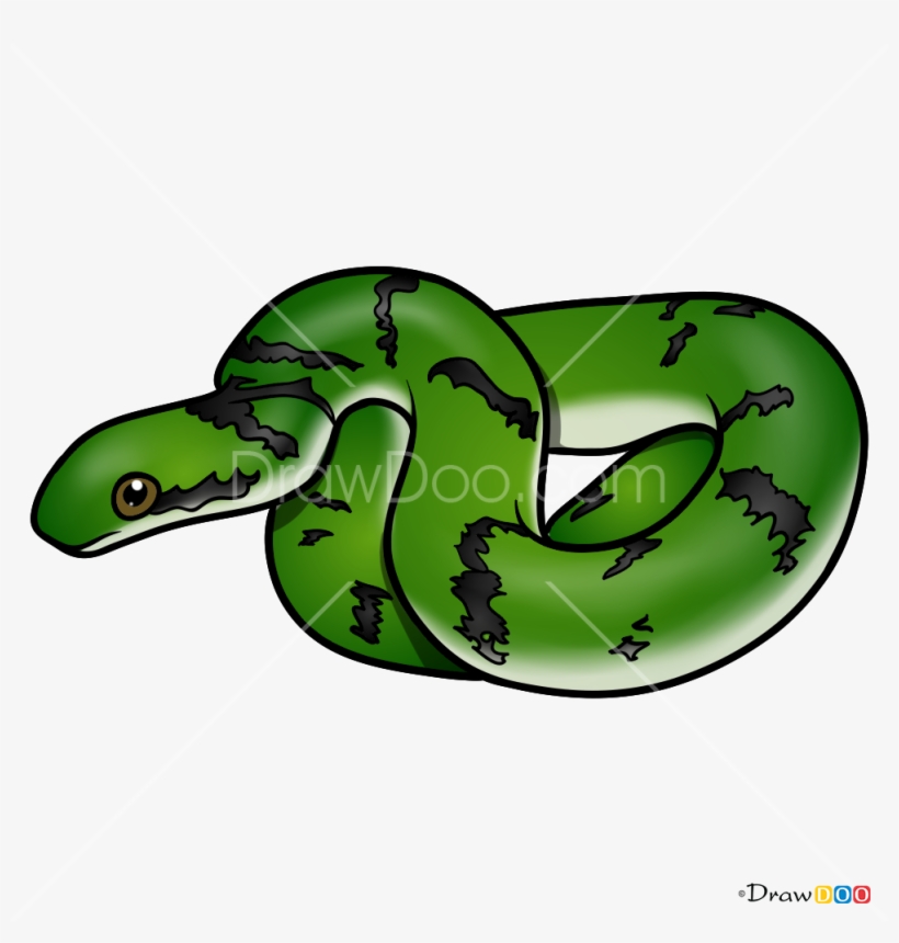 Detail Green Snake Png Nomer 48