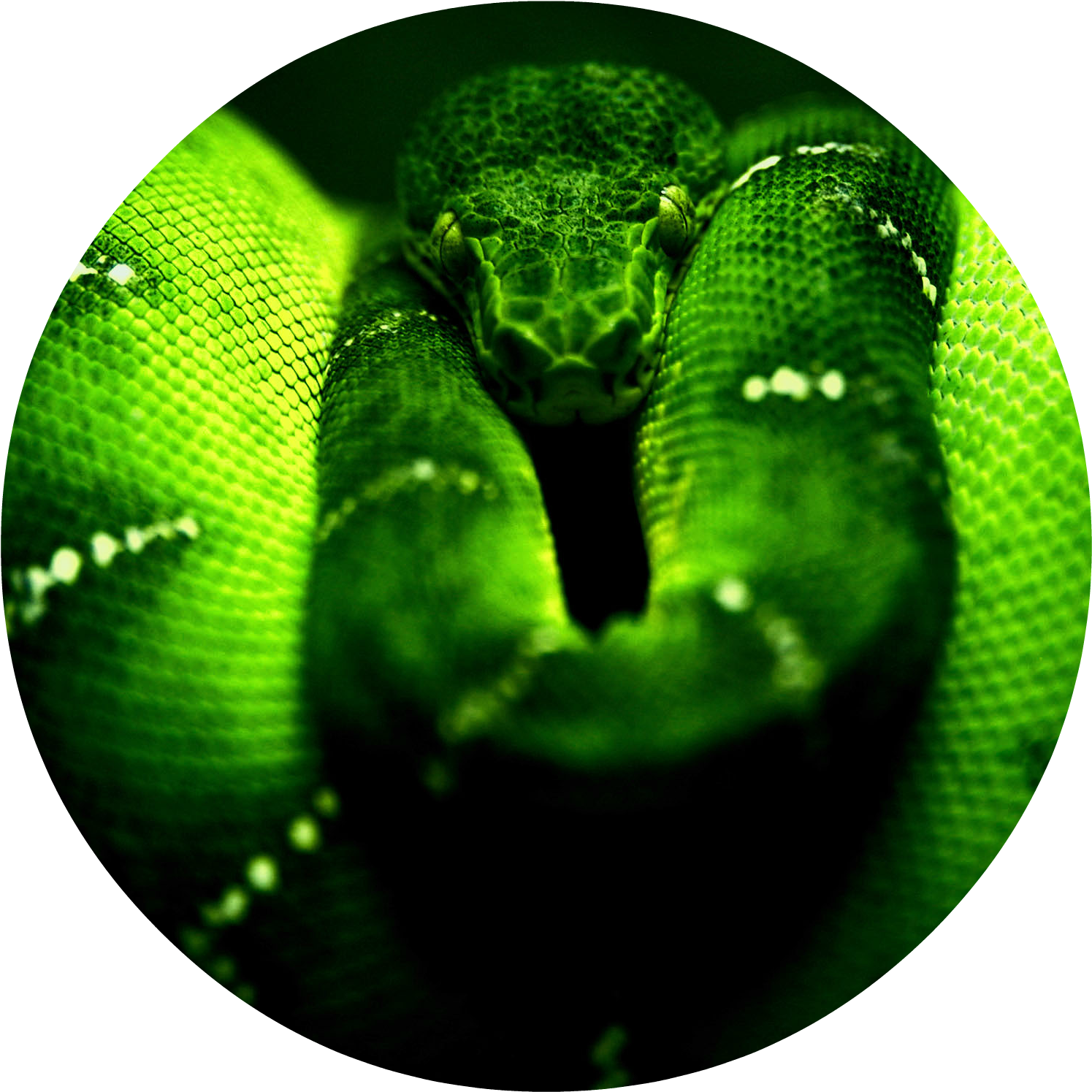 Detail Green Snake Png Nomer 53