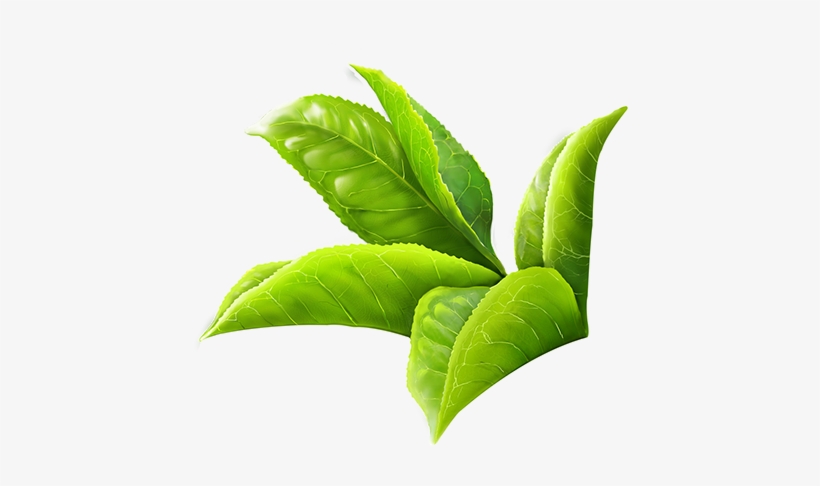 Detail Green Tea Png Nomer 50