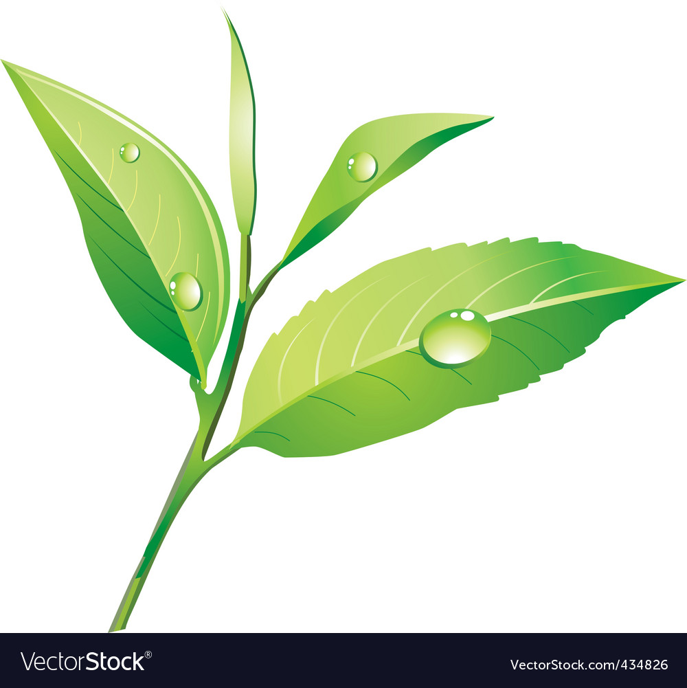 Detail Green Tea Vector Png Nomer 2