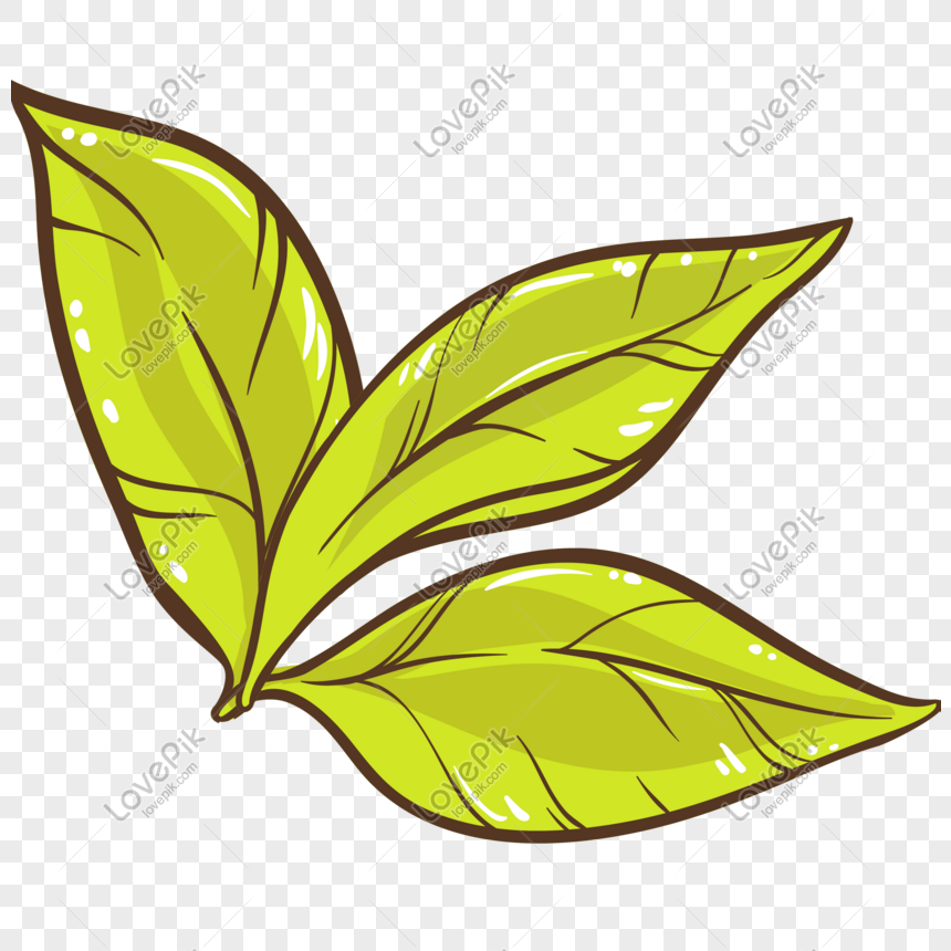 Detail Green Tea Vector Png Nomer 43