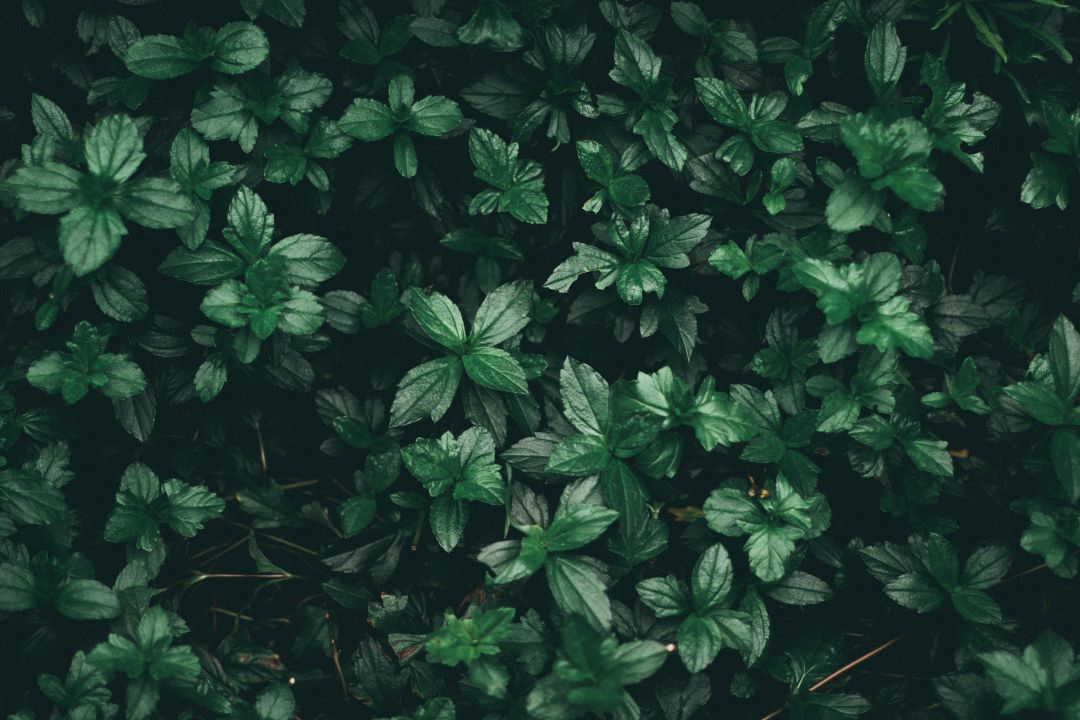 Detail Green Tumblr Background Nomer 45