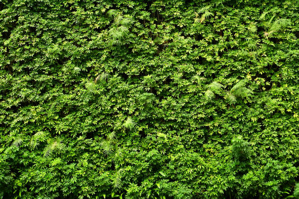 Green Wall Texture - KibrisPDR