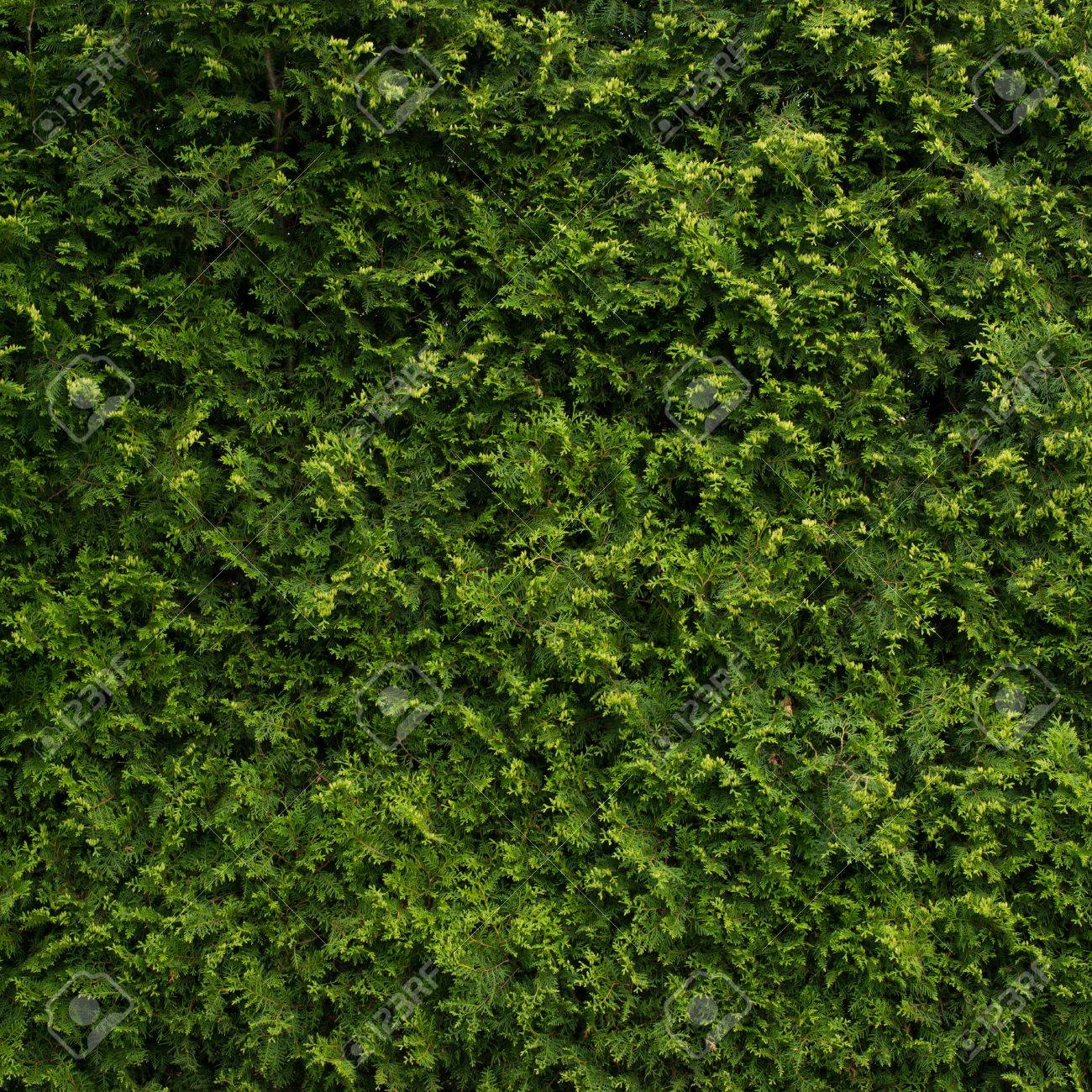 Detail Green Wall Texture Nomer 3