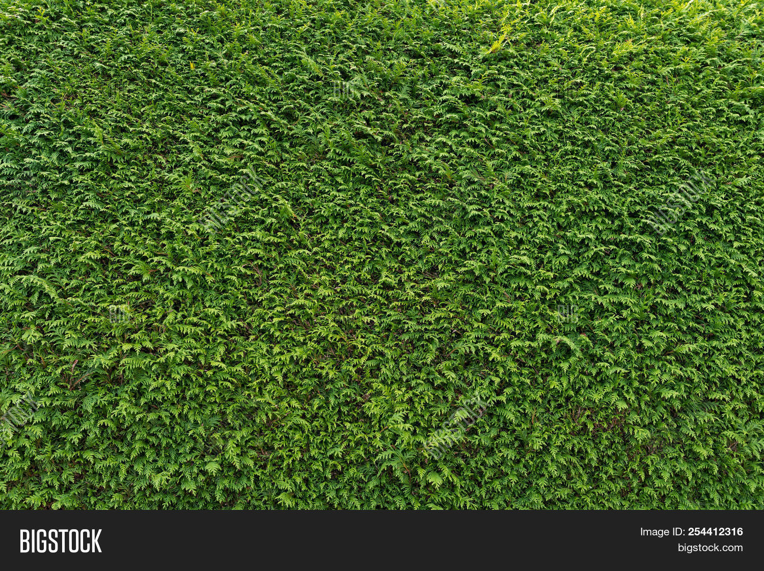 Detail Green Wall Texture Nomer 52