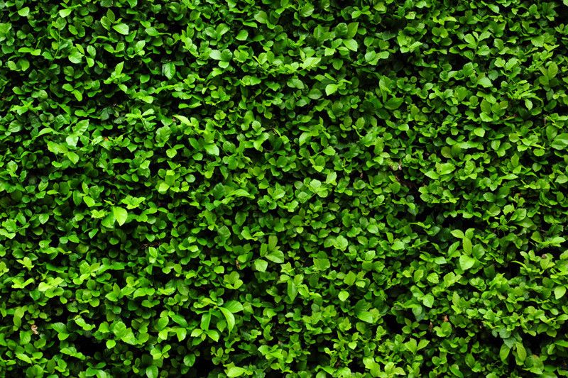 Detail Green Wall Texture Nomer 8