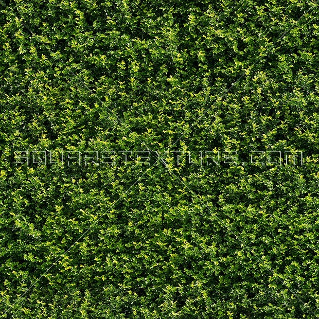 Green Wall Texture 58 Koleksi Gambar