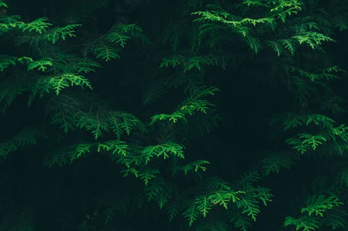 Detail Green Wallpaper Full Hd Nomer 11