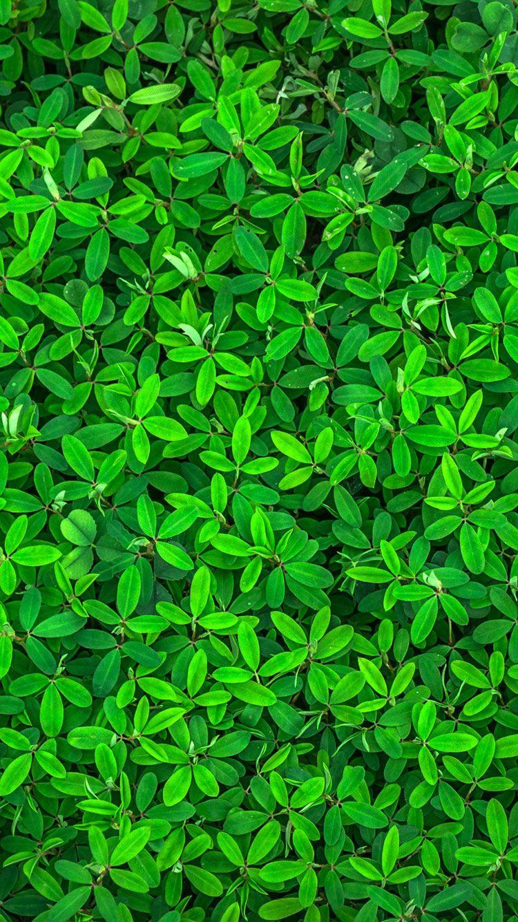 Detail Green Wallpaper Hd Nomer 34