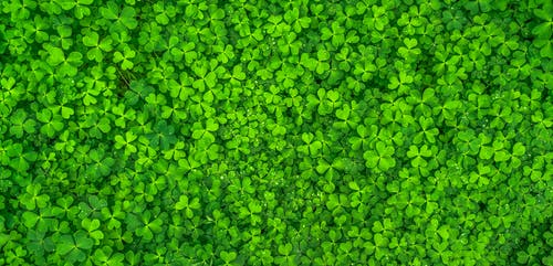 Detail Green Wallpaper Hd Nomer 44