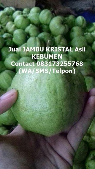 Detail Grosir Jambu Kristal Nomer 28