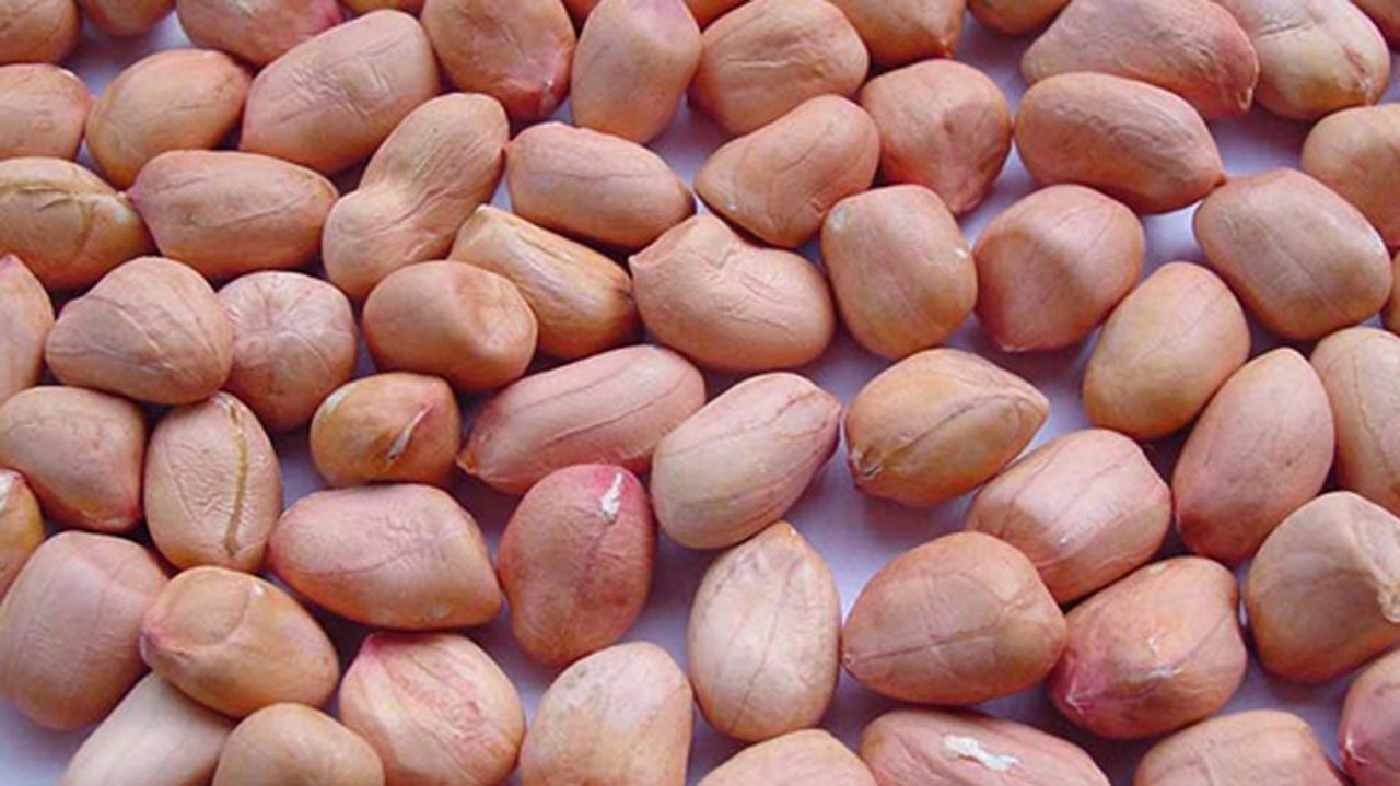 Detail Groundnuts Images Nomer 21