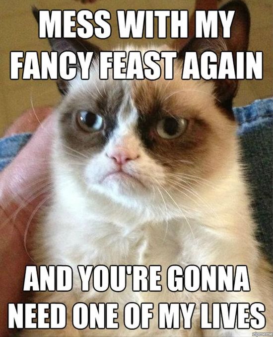 Grumpy Cat Quotes - KibrisPDR